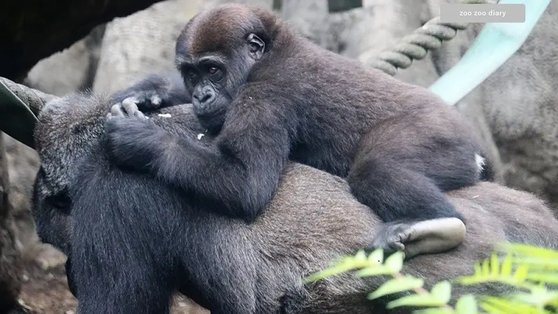 上野動物園　ゴリラ　親子